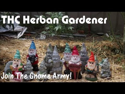 download lagu mp3 mp4 Army Garden Gnome, download lagu Army Garden Gnome gratis, unduh video klip Army Garden Gnome