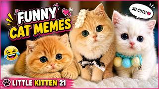 🐱 Cute Baby Kittens LIVE 24/7 😻 Funny Cat Moments & Sweet Meows