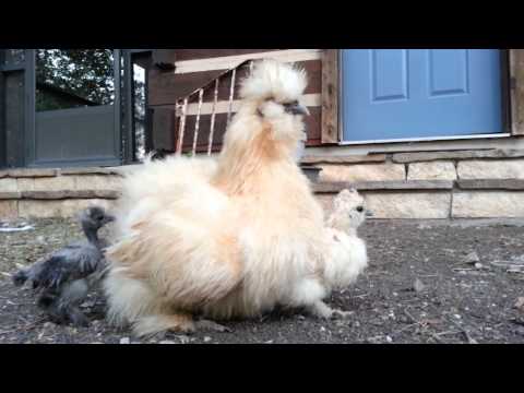 Fluffy Mama Silkie Hen & Chicks Snuggling
