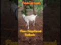 Female Goat For Sale In Kanyakumari Femalegoat Goat Goatfarming Goatsale