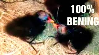 Download lagu SUARA ANAK BURUNG MANDAR BATU MEMANGGIL mp3 Download lagu SUARA ANAK BURUNG MANDAR BATU MEMANGGIL mp3