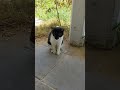Funny Tuxedo Cat Meow Cute Cats