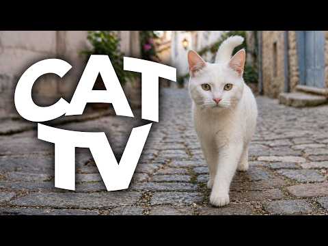 Ultimate Cat Videos for Your Feline Friend