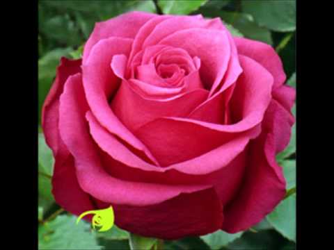 Radmila Jagodić - Zaboravi moje ime