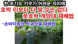 세상에!!! 한 포기도 심기 어려운 자리에 8포기나 심고 그것도 낙과 없이 잘 큽니다.- 풋호박 게양대 재배…