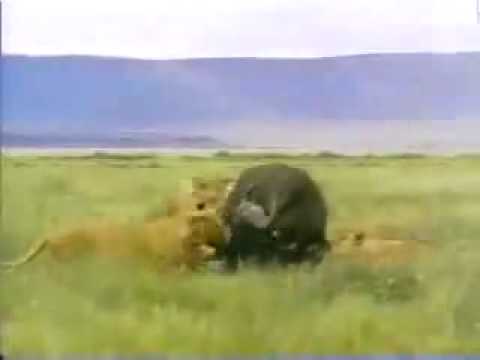 Buffalo destroys lion. pwned.