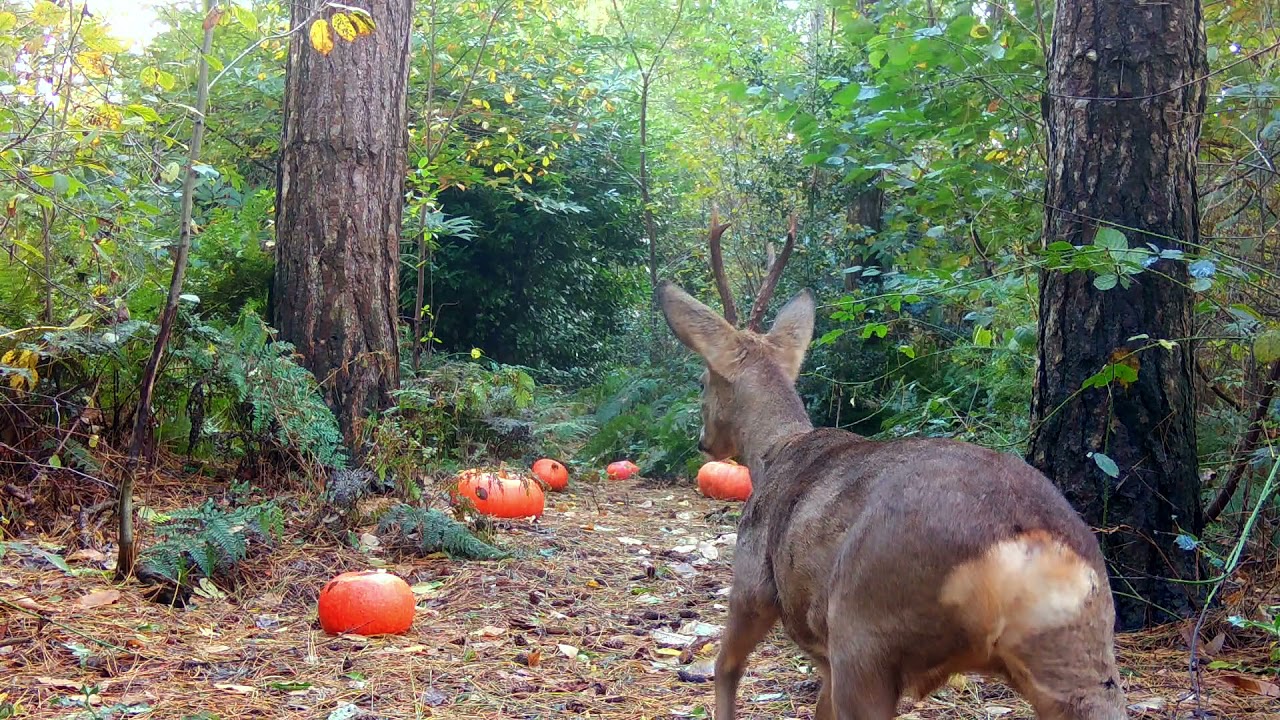 Pumpkins in the Woods / Halloween Forest Video / Nature and Wildlife Video / Trail Camera Footage