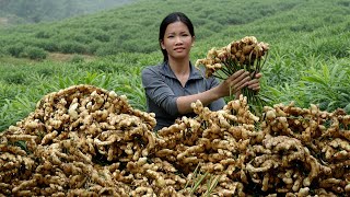 Download lagu Harvest 50kg of giant ginger to sell at the market, save money to buy land. Life off the grid mp3