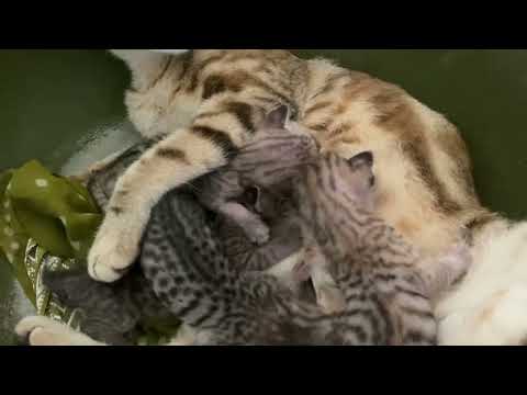 Kitten having good time with mom #kittensmeowing