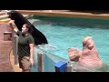Sea Lion And Otter Spotlight Full Show SeaWorld Orlando August 13 2021