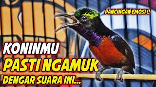 Download lagu KOLIBRI NINJA GACOR FULL MATERI ROLL TEMBAK MEWAH !! PANCINGAN KONIN BAHAN AGAR CEPAT RAJIN BUNYI mp3