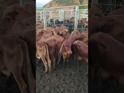 Bezerros vermelhos na feira do gado em Cipó ba