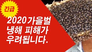 [긴급] 2020 올해 가을벌 냉해 피해가 우려됩니다. 석고병, 죽은 애벌레