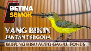 Download lagu 🔴AMPUH‼️ SUARA SOGON BETINA GACOR YANG BIKIN JANTAN BIRAHI AUTO GACOR #sogon #sogonbetina  mp3