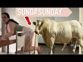 OMG Sona Bhabhi Ki Sexist Bull Crossing Meeting Cow Meeting Excellent Animals Meeting