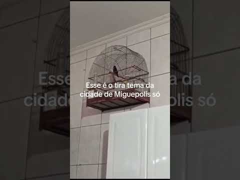 esse é o tira-teima de Miguelópolis São Paulo