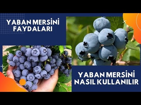 , title : 'YABAN MERSİNİ FAYDALARI / Yaban Mersini Nasıl Tüketilir / Yaban Mersini Çayının Faydaları'