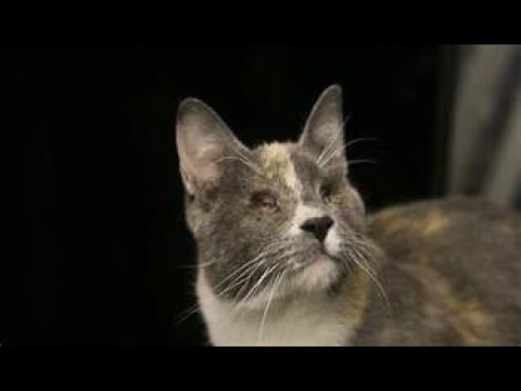 El Santuario Emilia necesita de tu ayuda