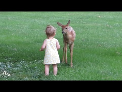 Deer Wanders Into A Yard — And Then Finds A New Friend