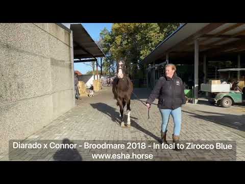 Diarado x Connor Broodmare