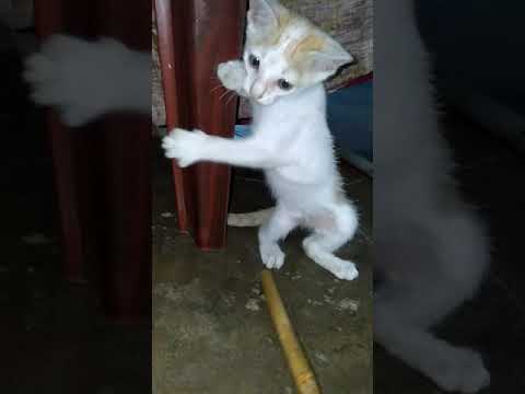 Yaksha Enjoy Playing Unique Video