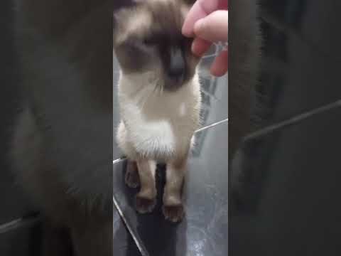 Vídeo de Romeu