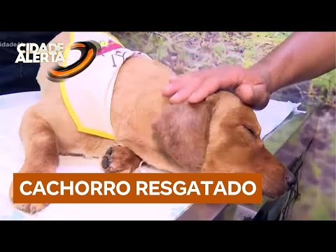 Motoboy que resgatou cãozinho no Rodoanel reencontra animal após exames em clínica veterinária