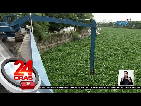Water hyacinth, dini-develop ng DOST para maging component ng fuel cell battery 24 Oras