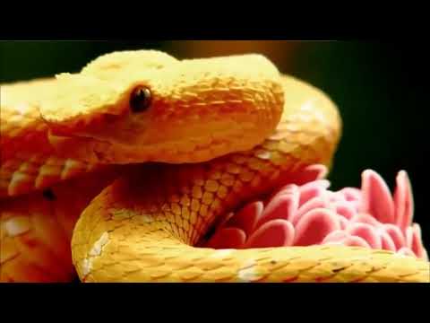 The Beauty of Snakes