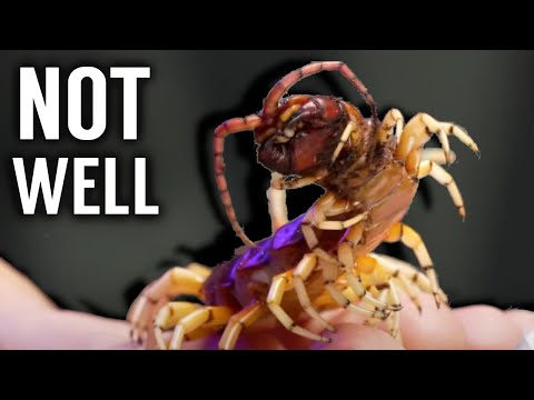 Has Coyote Peterson KILLED This Centipede?