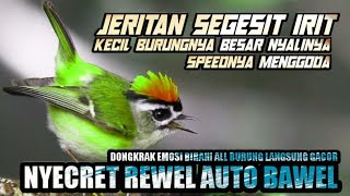 Download lagu SIKECIL MENJERIT LANTANG!!! NYECRET FULL SPEED DONGKRAK EMOSI AUTO GACOR ||  MASTERAN MURAI BATU mp3
