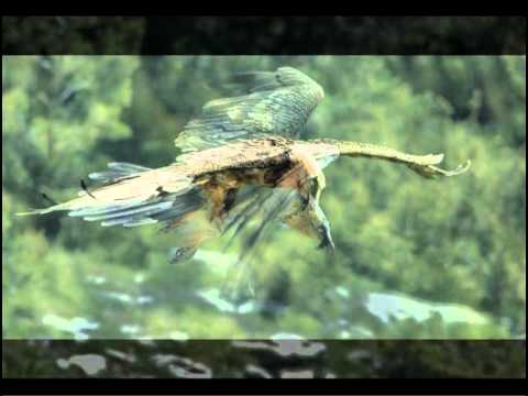 Quebrantahuesos ( Gypaetus barbatus ) y otras rapaces -