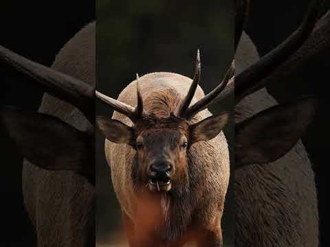 Is it worth it? Sony 600mm f4 Wildlife Photography