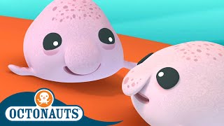 Octonauts - Blobfish Brothers and The Beluga Whale