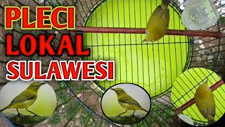 Download lagu Pleci Sulawesi mp3