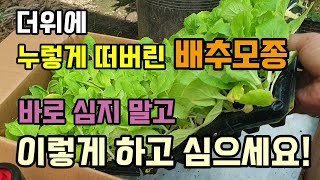 더위에 누렇게 떠버린 배추모종 바로 심지 않고 이렇게 해주고 심어주세요 김장배추심는시기