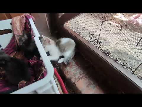 Cats Playing and fighting time #cat #youtube