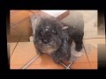 Cachorrada