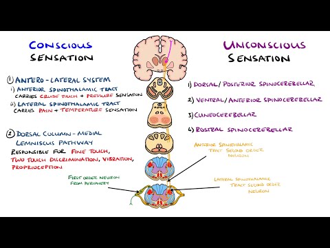 Seizures Seizure Types Generalized vs Focal Seizures Causes of Seizures Mnemonic