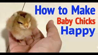 How to Make Baby Chicks Happy