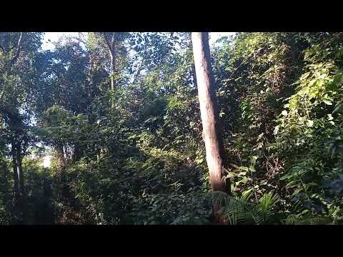 Vamos conhecer o jardim botânico de Nova Esperança, Paraná