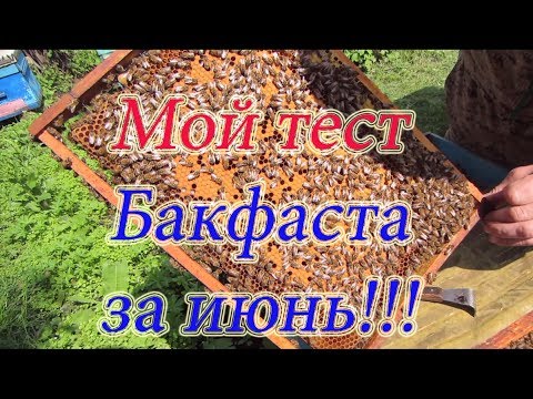 ТЕСТ БАКФАСТА ПЕРЕД ГЛАВНЫМ МЕДОСБОРОМ, ПОЛНЫЙ ОСМОТР С ПОСТАНОВКОЙ МАГАЗИНА🔥🔥🔥