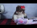 Shih Tzu dogs for sale: FINN - Video 1
