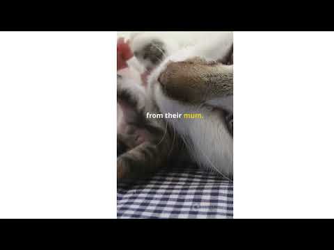 Why Cats Knead? The Secret Behind Cat Behavior!