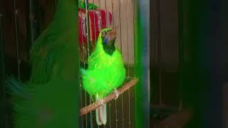 Download lagu ijo banyuwangi#ijo BWi#suara bebeci khas banyuwangi#pancingan suara cucak ijo#fahmikicau mp3