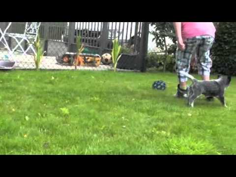 download lagu mp3 mp4 Cattle Dog Te Koop, download lagu Cattle Dog Te Koop gratis, unduh video klip Cattle Dog Te Koop