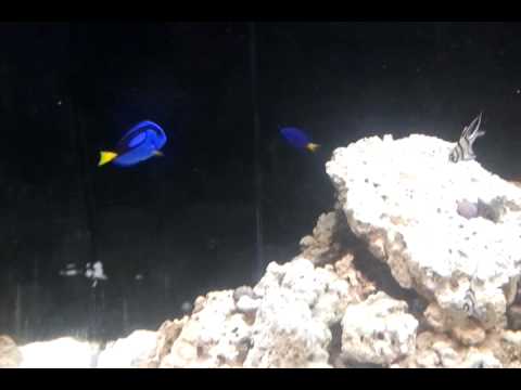 Toffee and Our Aquarium