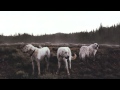 Foxing / Bloodhound [HD] 