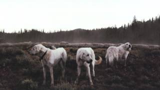 Foxing / Bloodhound [HD]