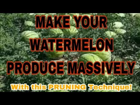 GET MASSIVE WATERMELON HARVESTS with this PRUNING TECHNIQUE